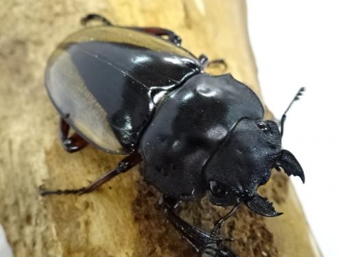 くわかぶプラネット / 【WD】フェモラリスツヤクワガタペア