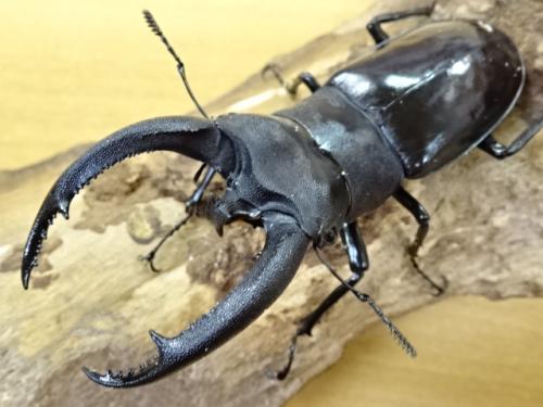 くわかぶプラネット / 【WD】リノケロスフタマタクワガタペア