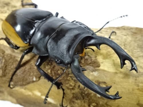 ブルマイスターツヤクワガタ95mm 標本