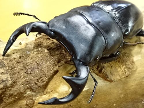 くわかぶプラネット / 【大型】インドグランディスオオクワガタペア