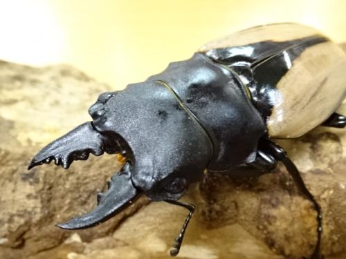 くわかぶプラネット / ブルマイスターツヤクワガタペア