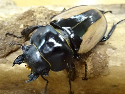 ブルマイスターツヤクワガタ 標本 ペア ブルマイスターツヤクワガタ