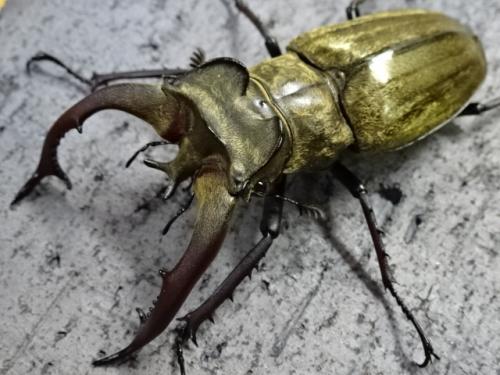 くわかぶプラネット / ルニフェルミヤマクワガタ(1♂2♀トリオ)