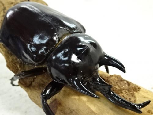 レックス(アクティオン)ゾウカブト 標本用 ♂118mm ♀82mm レックス