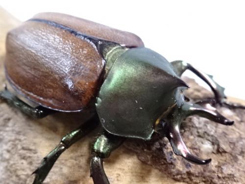 マルガリータヒナカブト ブラジル パラー産 WF2 後食済 未使用