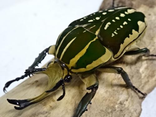 くわかぶプラネット / ポリフェムスオオツノカナブン(confluens)ペア