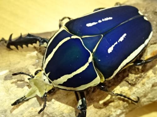 くわかぶプラネット / ウガンデンシスオオツノカナブンペア(ブルー)