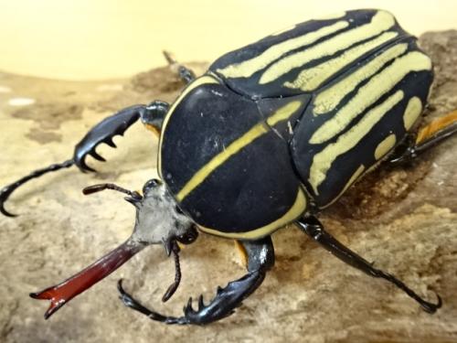 くわかぶプラネット / 【WD】【大型】クラッツオオツノカナブンペア