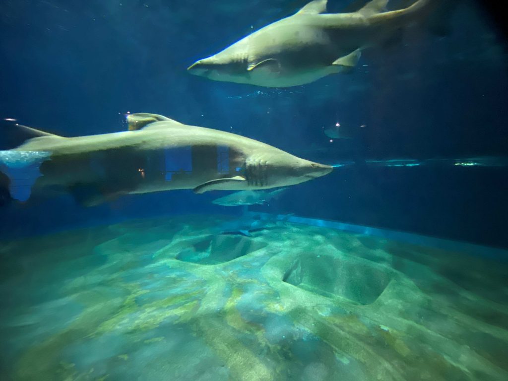 次のおでかけはココ！】クジラの骨格標本の展示やイルカ・アシカの