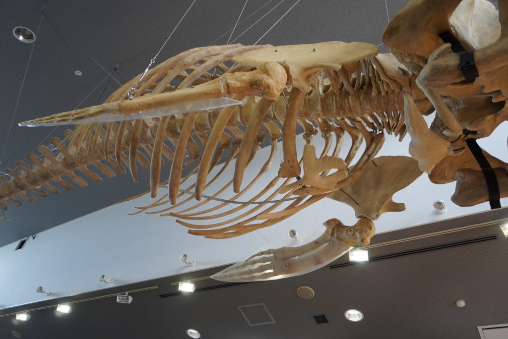 幻のクジラ「ツノシマクジラ」はどんなクジラ！？全身骨格標本が展示