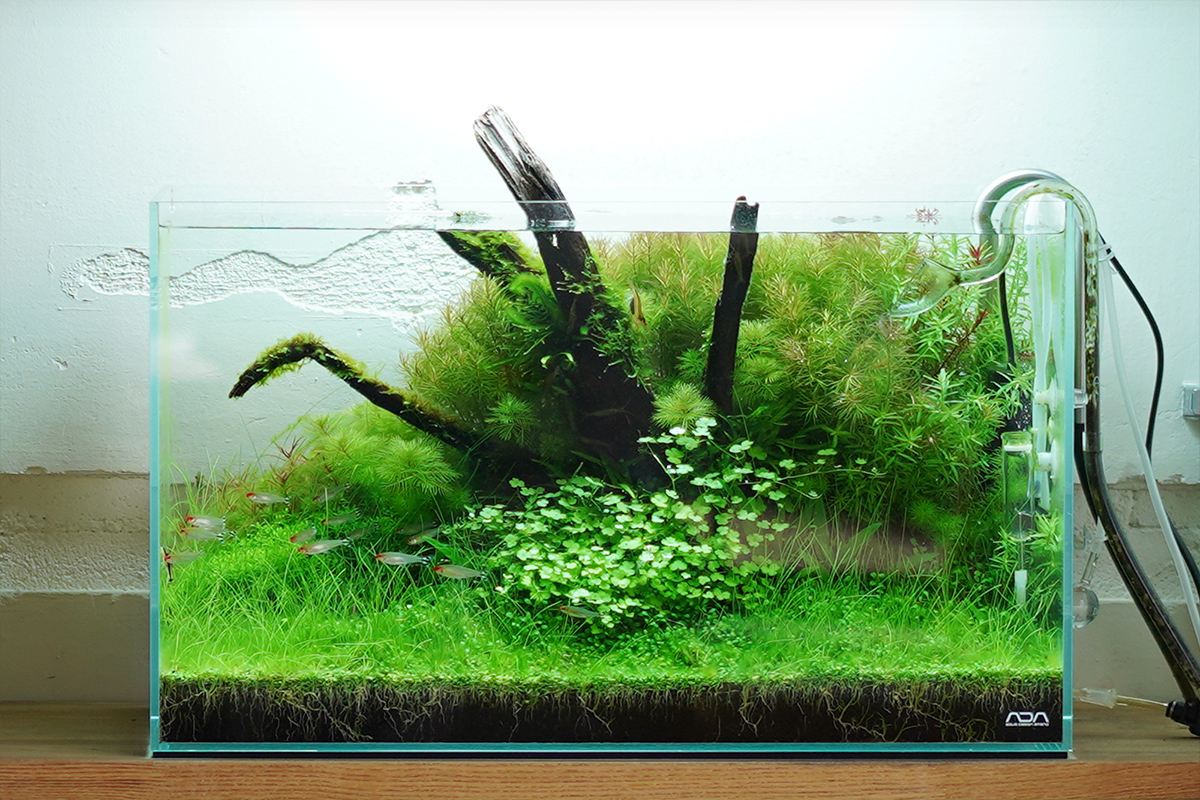 ADA ソーラーミニM キューブガーデン36 ADA ソーラーミニM キューブ