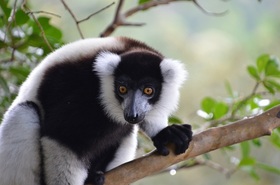 世界遺産ツィンギ・デ・ベマラ自然保護区＆モロンダバのバオバブ街道6