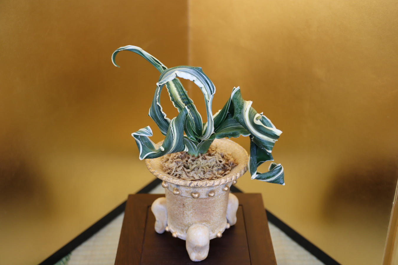 夫婦獅子 (めおとじし) Meotojishi – おもとの豊明園（ほうめいえん）