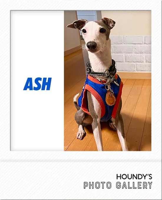 イタグレ ウィペット 浴衣 ブルー イタグレ ウィペット 浴衣 ブルー 犬