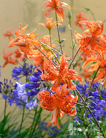 Fiery Hot Lily Collection | Lily Bulbs | Asiatic Lilies