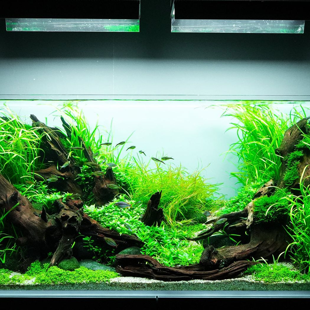 ADA Lily Pipe V7 Inflow 17mm – horizon aquatics