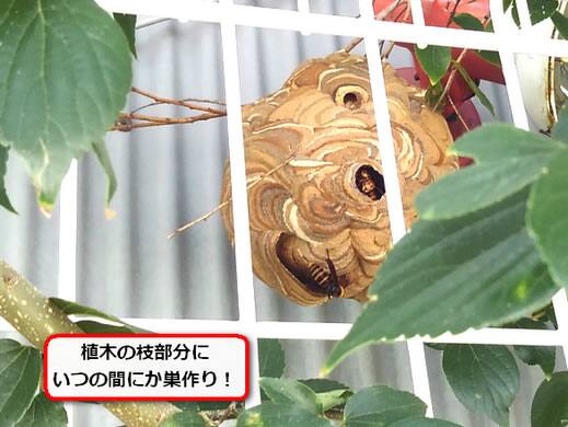 縁起物 スズメバチの巣 蜂の巣 スズメバチの巣 縁起物