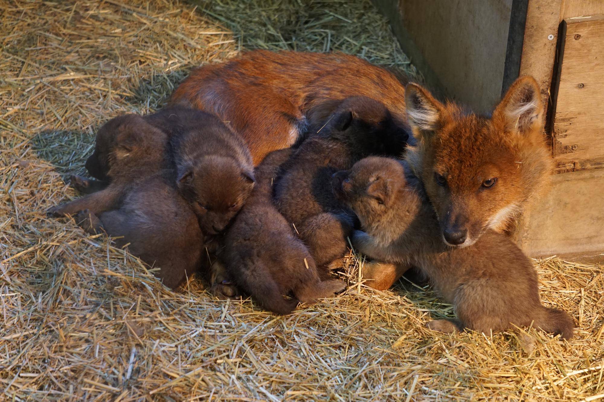 海外作家様作 アートドール 黒ヒョウの赤ちゃん アートドール 海外作家