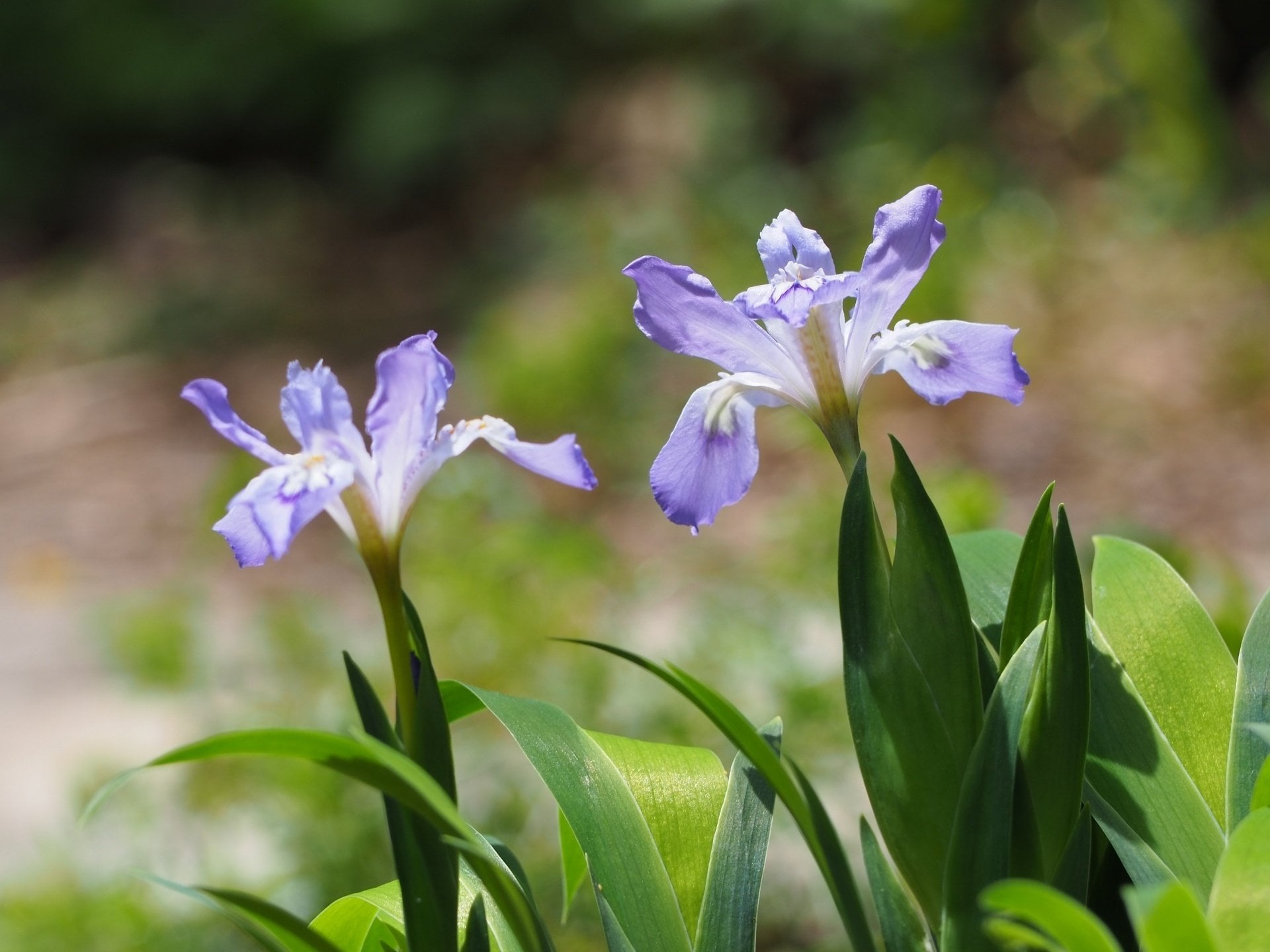 一初（いちはつ）菖蒲（あやめ）杜若（かきつばた） | 花以想の記