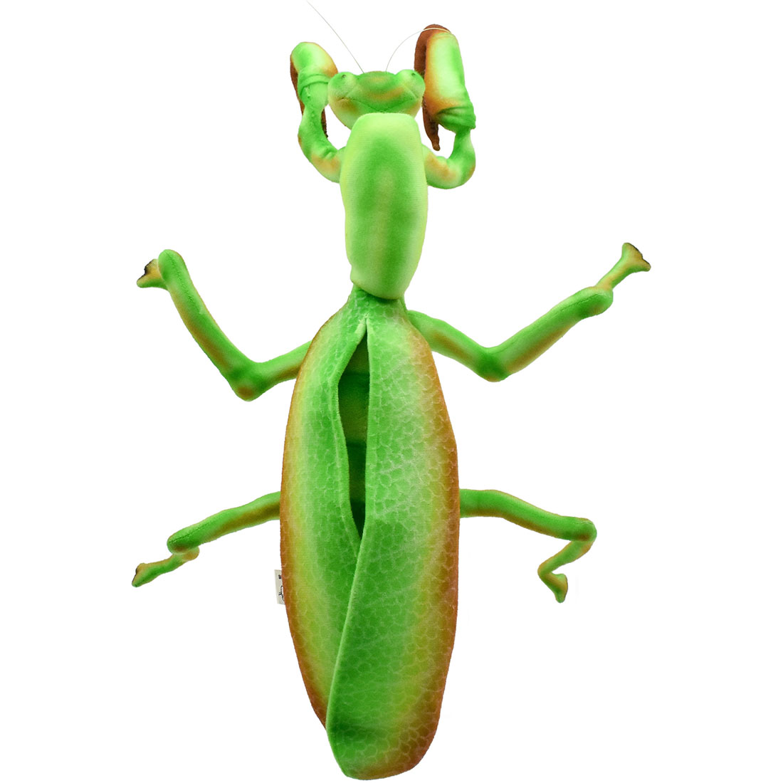 カマキリ 43 | HANSA