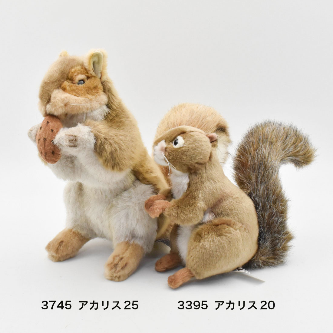 アカリス 25 | HANSA