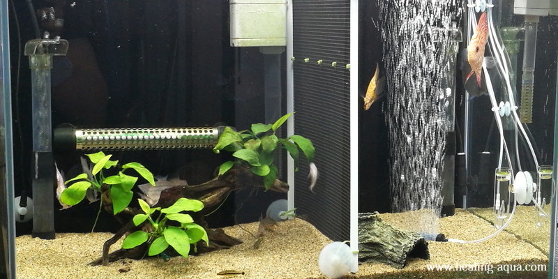 ディスカス60cm水槽にセパレーター（仕切り板）を設置することに