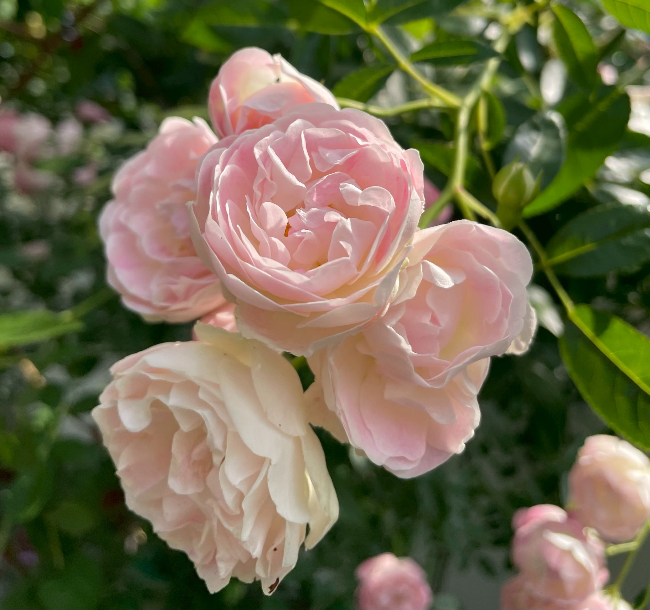 メアリーマグダレンパピヨンローズコサージュパウダーピーチ