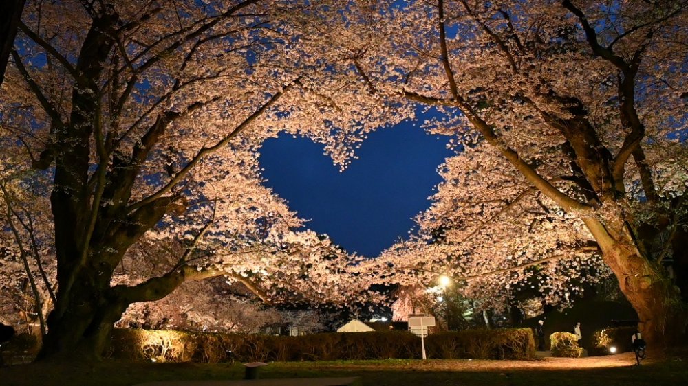 弘前桜七景】桜のハート｜弘前市観光情報サイト きてみて、ひろさき