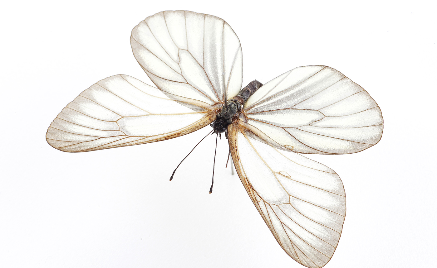 ミヤマシロチョウ | 【標本ナビ】多様性生物希少標本ネットワーク