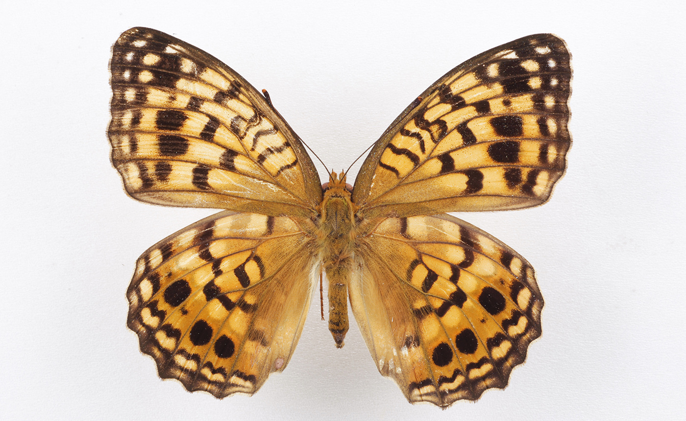 k*3様 オオウラギンヒョウモン等 日本産蝶標本 21種 59頭 大型ドイツ箱