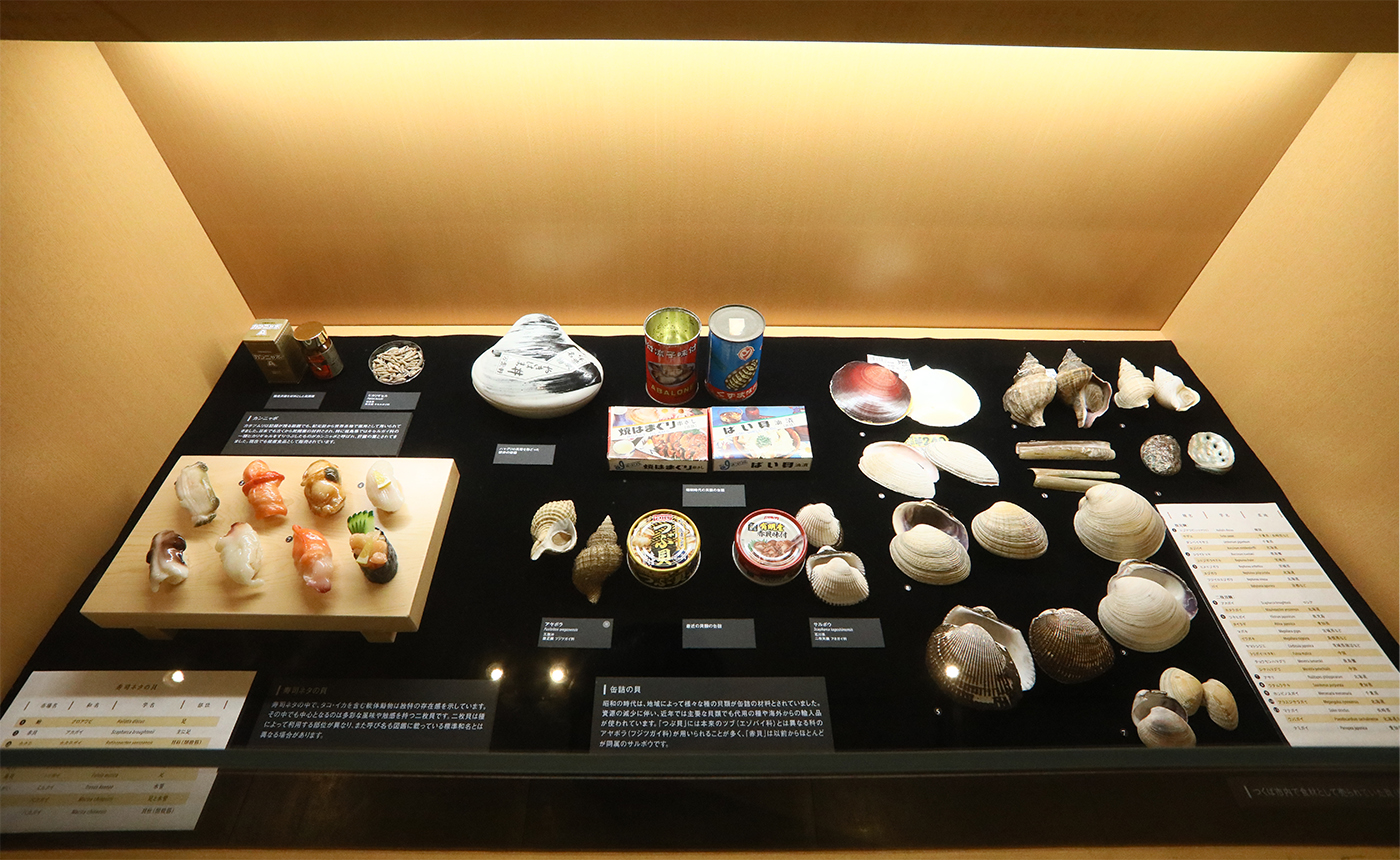 2024-5 国立科学博物館 企画展「貝類展：人はなぜ貝に魅せられるのか