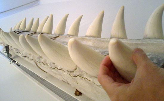 ノート013クジラと縄文人考古／市原歴史博物館 鯨の歯？海の歯？