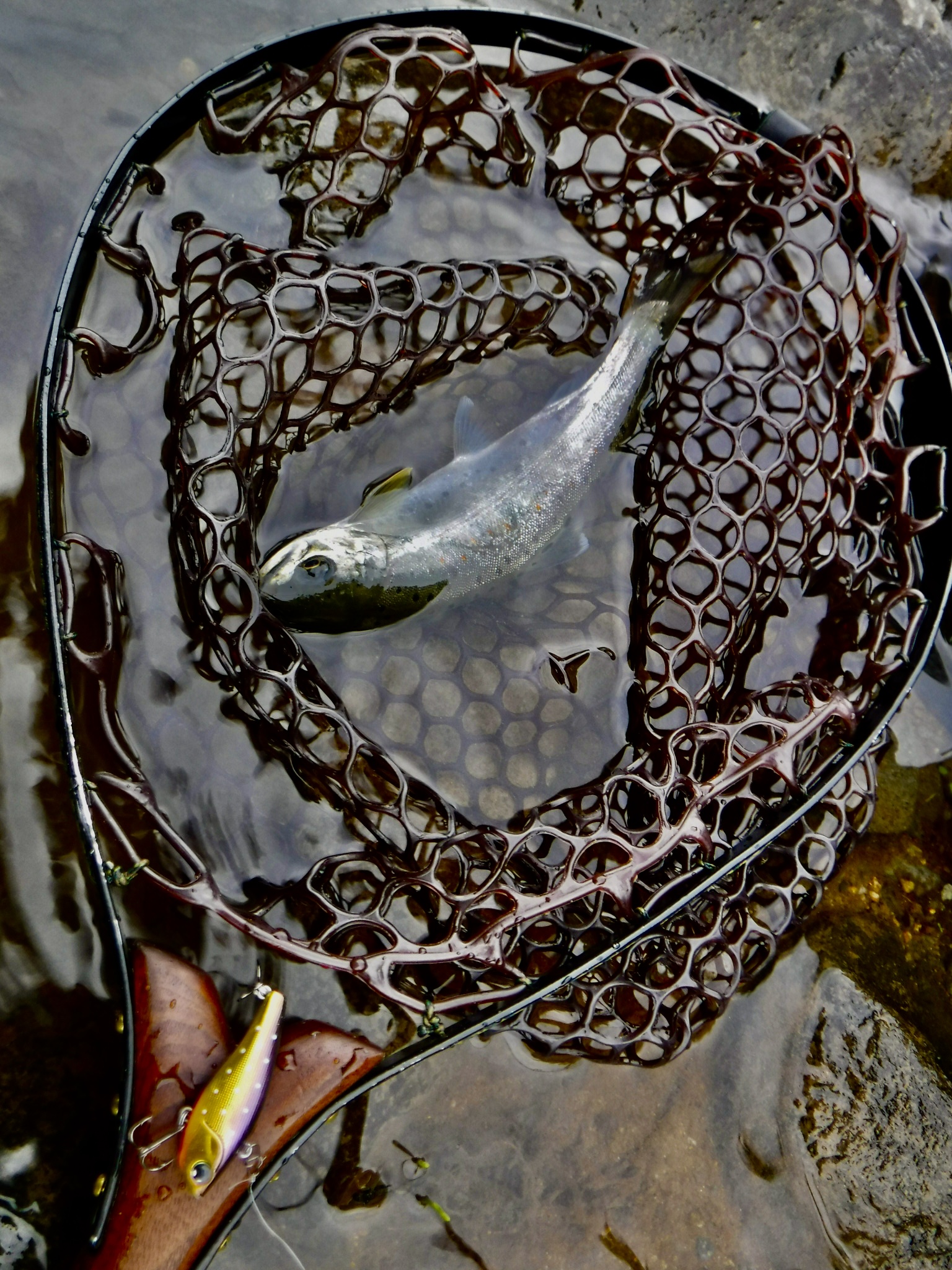 ライキリ 43 / ima - For Your Lush Life.