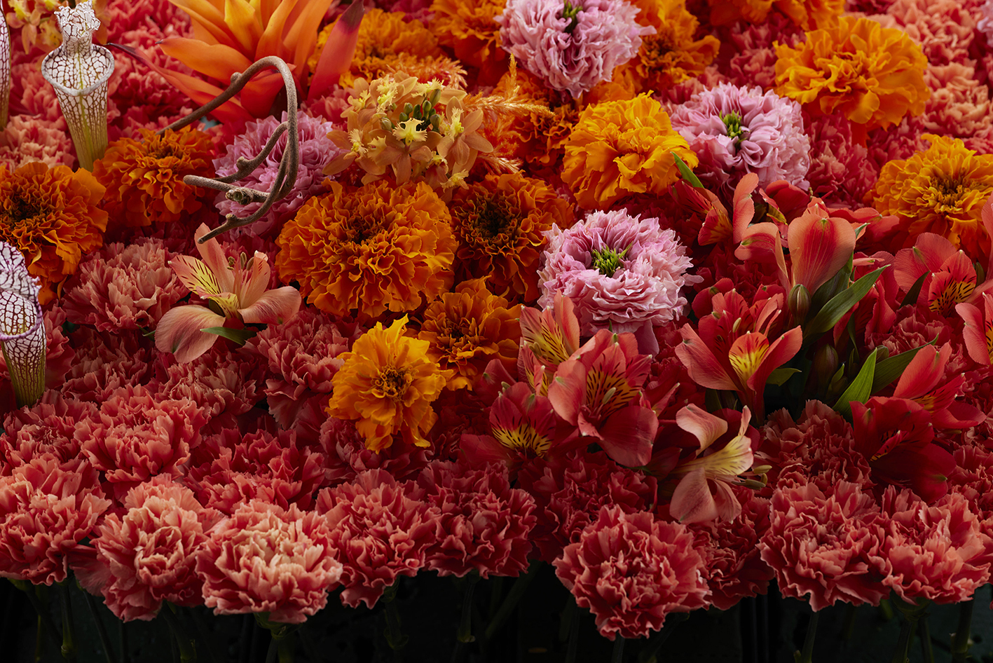 大胆かつ繊細な唯一無二の世界が堪能できる 世界的なフラワー