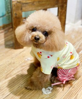 as know as de wan - INU－CLOSET カボチャチャ＋パッチ