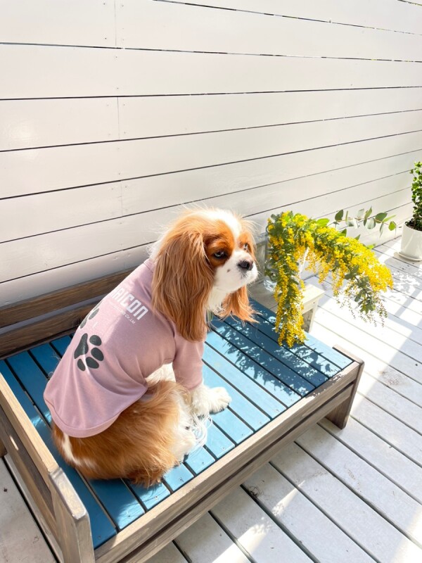 アルファアイコン】ドライニットティー(2024年モデル) - INU