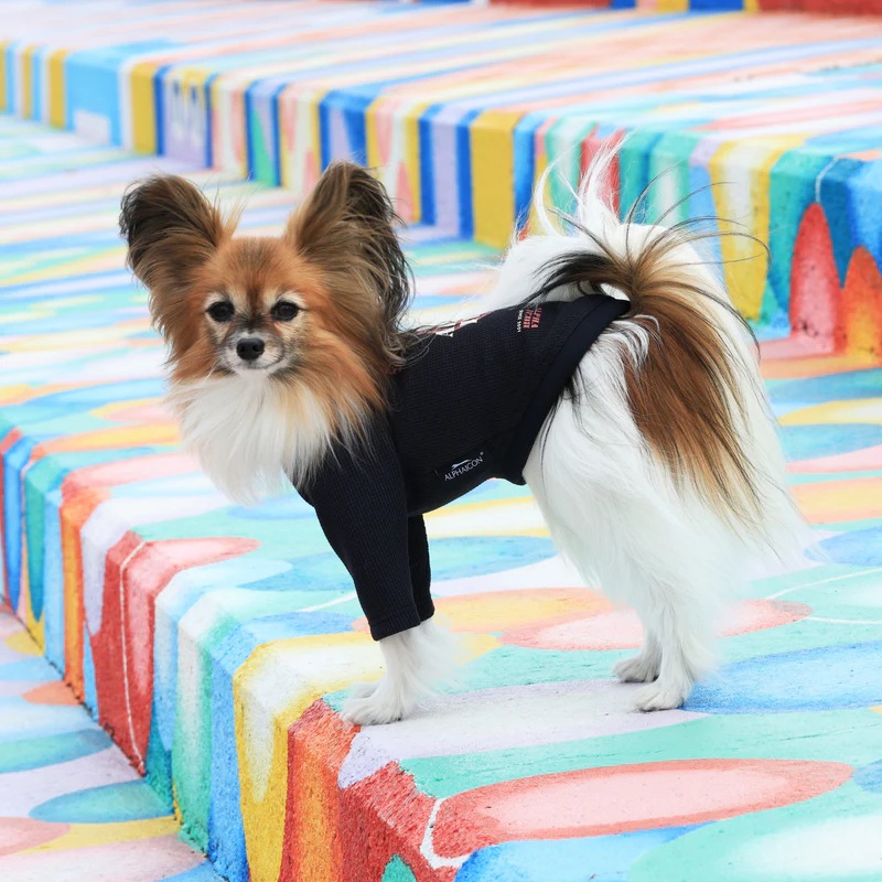 アルファアイコン】ドライニットティー(2025年モデル) - INU