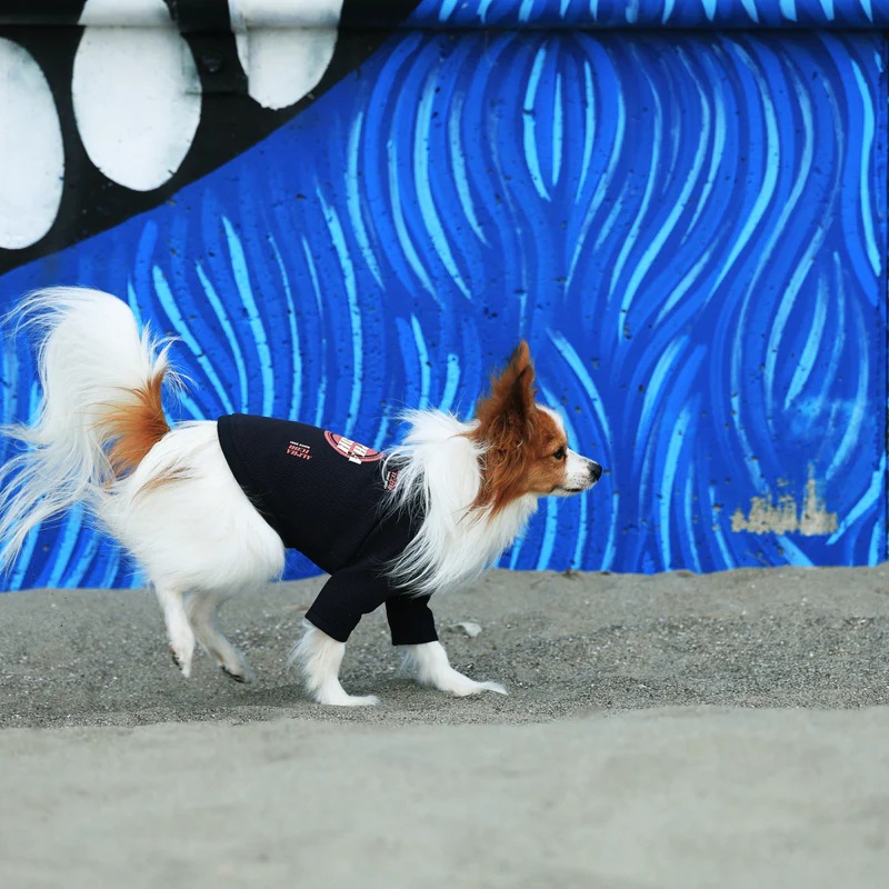 アルファアイコン】ドライニットティー(2025年モデル) - INU