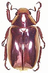 パナマ産 オプティマプラチナコガネ 24mm パナマ産 オプティマプラチナ