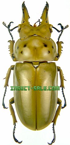 75mmモセリオウゴンオニクワガタ Allotopus 昆虫標本 - メルカリ