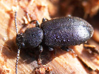 ゴミムシダマシ科（ゴミムシダマシ図鑑）