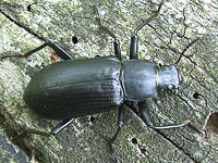 ゴミムシダマシ科（ゴミムシダマシ図鑑）