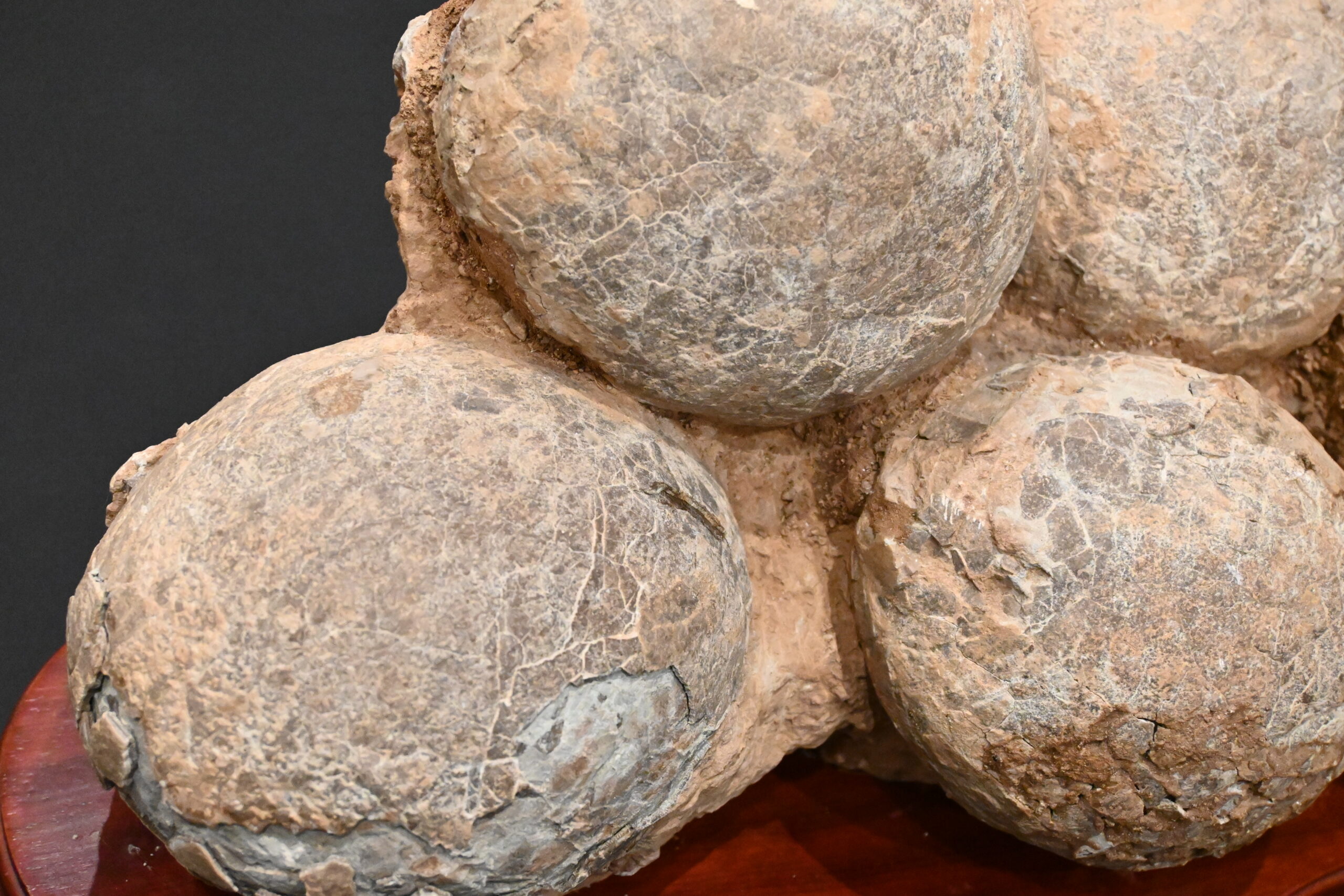 化石コレクション6 ハドロサウルス類の卵化石｜隕石・化石