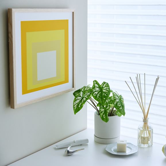 y*k様 Josef Albers作品❣️正方形賛歌❣️イエロー❣️現在も発売中