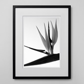 定番品】 アンリ・マティス 「低木」ブラックフレーム｜ポスター｜IDEE