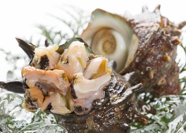 伊勢志摩産サザエの通販｜伊勢のうまいもん屋【公式サイト】