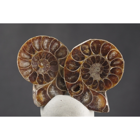 アンモナイト 化石 アンモナイトの化石 ベルギーで入手 a010-420(yh