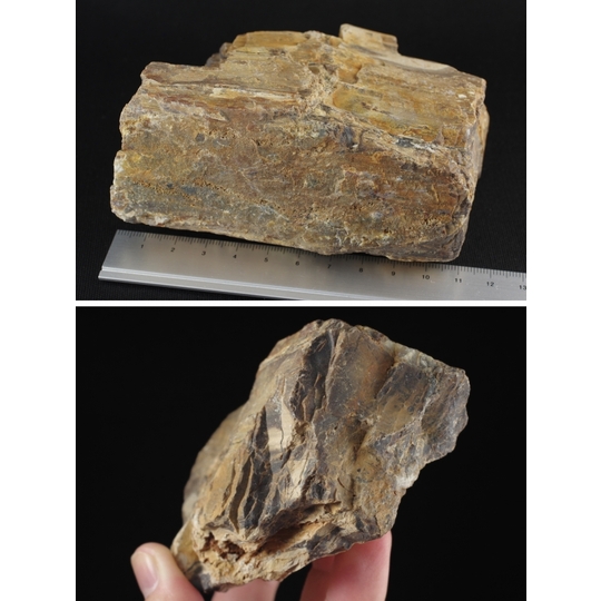 珪化木（木化石）原石 666g 天然石販売 名取貴石 天然石原石鉱物