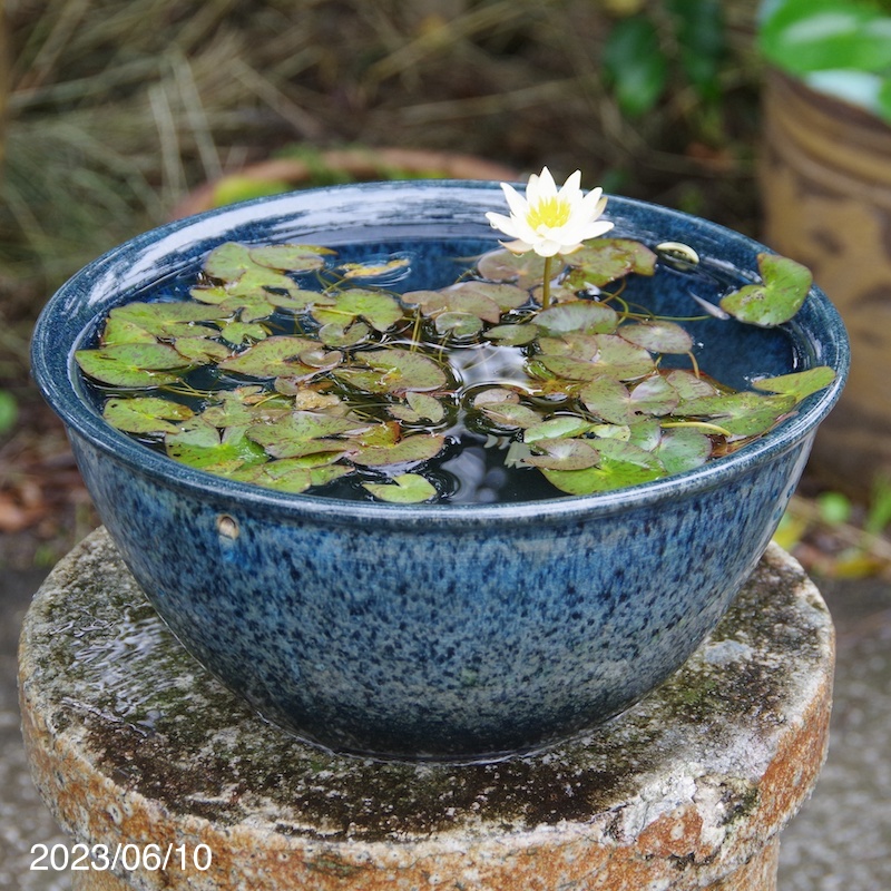 超高級 睡蓮鉢 新品 特大Φ50 陶器 睡蓮鉢 メダカ鉢 難有 白 ホワイト