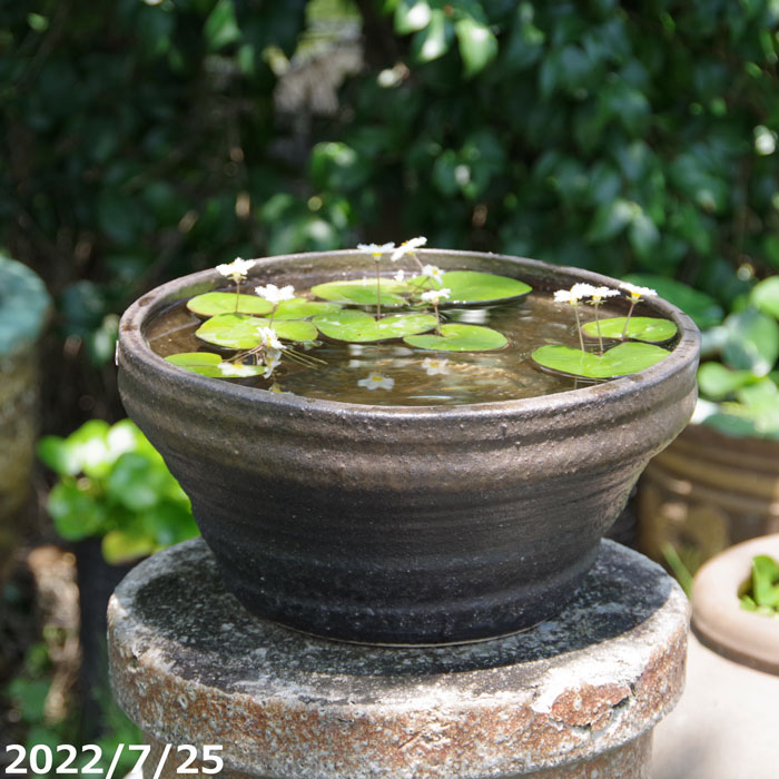 信楽焼 メダカ鉢 睡蓮鉢 水鉢 トップ 直径44cm 信楽焼 メダカ鉢 睡蓮